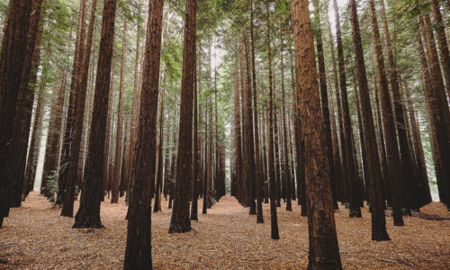 Redwood Forest Base