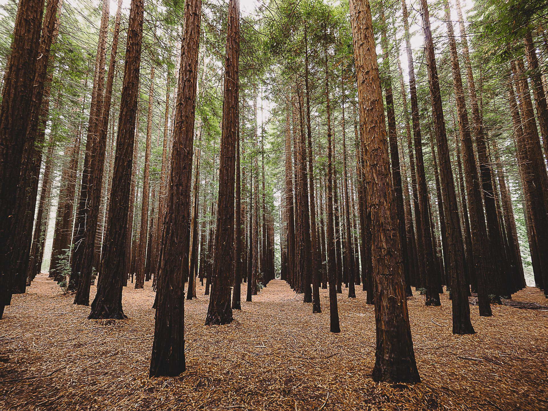 Redwood Forest Base
